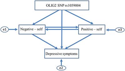 Association Between OLIG2 Gene SNP rs1059004 and Negative Self-Schema Constructing Trait Factors Underlying Susceptibility to Depression